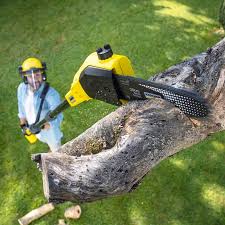 Best Tree Disease Treatment  in Hoopers Creek, NC